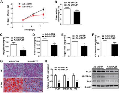 Mouse promyelocytic leukemia zinc finger protein (PLZF) regulates hepatic lipid and glucose homeostasis dependent on SIRT1